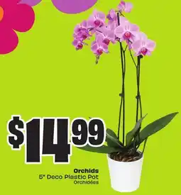 FreshCo Orchids 5 Deco Plastic Pot offer