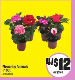 FreshCo Flowering Annuals 4 Pot offer