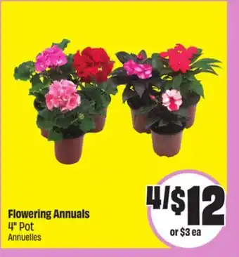 FreshCo Flowering Annuals 4 Pot offer