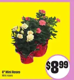 FreshCo 6 Mini Roses offer