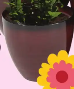 Rossy PLANTERS offer