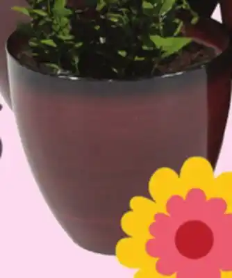 Rossy PLANTERS offer