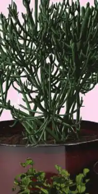 Rossy PLANTERS offer