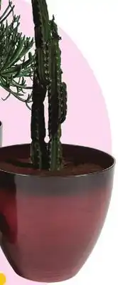 Rossy PLANTERS offer