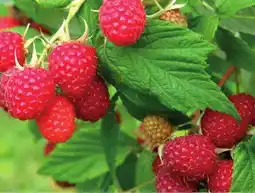 Canac Raspberries offer