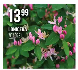 Canac Lonicera offer