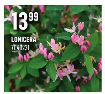 Canac Lonicera offer