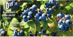 Canac BLUEBERRIES offer