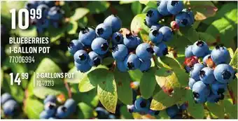 Canac BLUEBERRIES offer