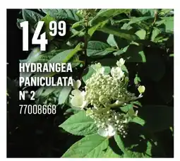 Canac HYDRANGEA PANICULATA n° 2 offer