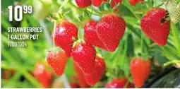 Canac Strawberries offer