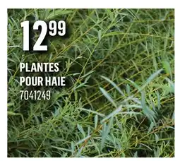 Canac Plantes pour haie offer