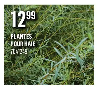 Canac Plantes pour haie offer