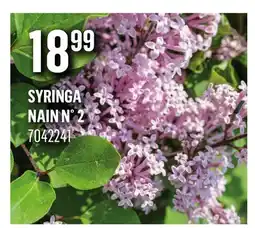 Canac SYRINGA NAIN N° 2 offer