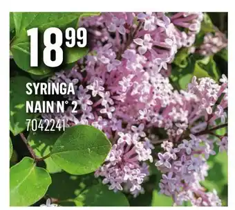 Canac SYRINGA NAIN N° 2 offer