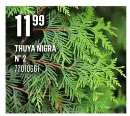 Canac Thuya nigra N° 2 offer