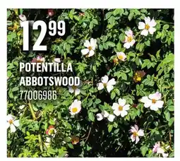 Canac Potentilla Abbotswood offer