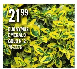 Canac Euonymus emerald gold n° 2 offer