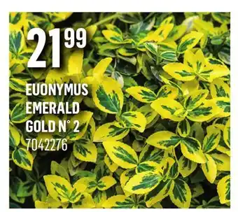 Canac Euonymus emerald gold n° 2 offer