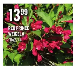 Canac Red Prince Weigela offer