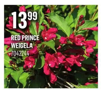 Canac Red Prince Weigela offer