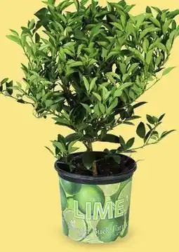Canac Citrus Variety offer