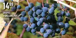 Canac Grapes offer