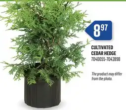 Canac CULTIVATED CEDAR HEDGE offer