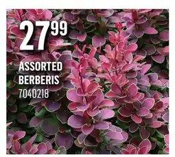 Canac Assorted Berberis offer