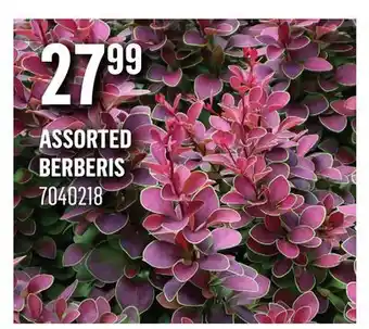 Canac Assorted Berberis offer