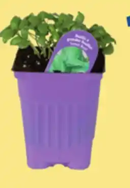 Canac Various Herbs offer