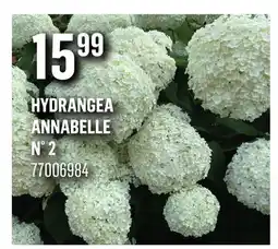 Canac HYDRANGEA ANNABELLE n° 2 offer