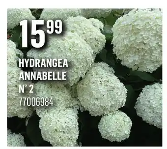 Canac HYDRANGEA ANNABELLE n° 2 offer