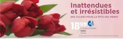 Avril Tulipes offer