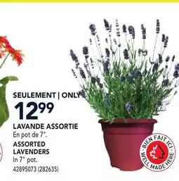 RONA ASSORTED LAVENDERS offer