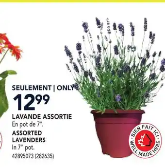 RONA ASSORTED LAVENDERS offer