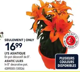 RONA ASIATIC LILIES offer