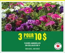 BMR FLEURS ANNUELLES EN CELLULES DE 9 offer