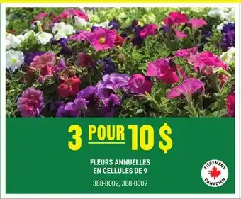 BMR FLEURS ANNUELLES EN CELLULES DE 9 offer
