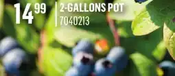 Canac BLUEBERRIES offer