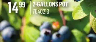 Canac BLUEBERRIES offer