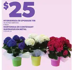 Independent City Market HORTENSIA EN CONTENANT SUPÉRIEUR EN MÉTAL, 6 INCH offer