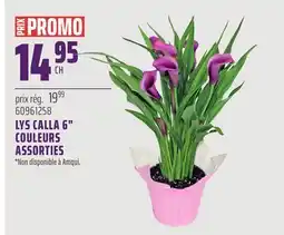 Gagnon - La Grande Quincaillerie LYS CALLA 6 COULEURS ASSORTIES offer