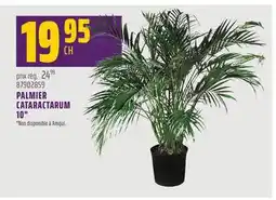 Gagnon - La Grande Quincaillerie PALMIER CATARACTARUM 10 offer