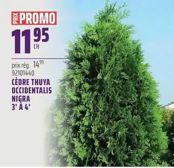 Gagnon - La Grande Quincaillerie CÈDRE THUYA OCCIDENTALIS NIGRA 3' À 4' offer