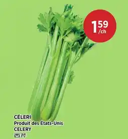 Kim Phat CELERY offer