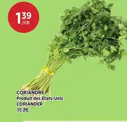 Kim Phat CORIANDER offer