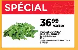 Kim Phat GAILAN TIPS (CHINESE BROCCOLI) offer
