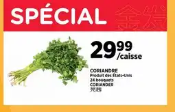 Kim Phat CORIANDER offer