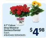 Walmart 4.7 Colour Drop Mixed or Gerbera Planter offer